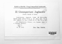 Gloeosporium juglandis image